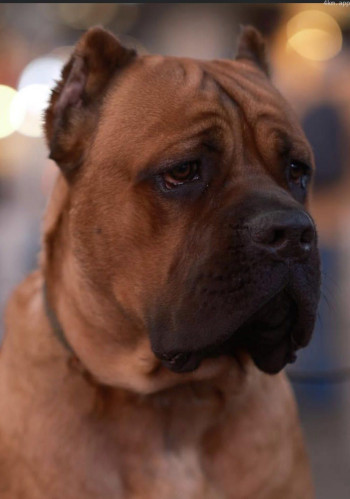 派克·威廉姆斯