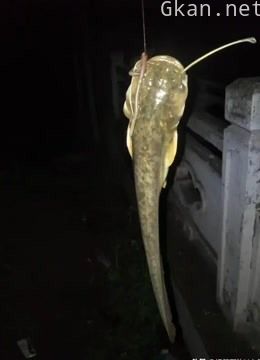 新手桥筏入门教学