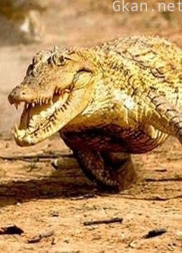 爬虫沼泽兄弟档