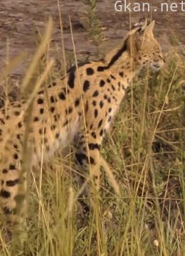 动植物的小秘密你知道么?