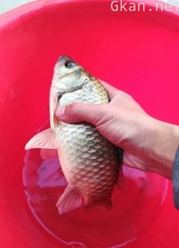 桥上筏钓,专注野钓,夏季钓鱼精选