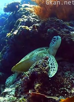 《潜行天下》带你探索海底的奥妙,目睹不一样的奇观