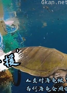 人类对海龟做了什么,为何海龟会濒临灭绝《海龟奇援》