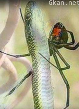 非洲毒蜘蛛的血腥杀戮之路