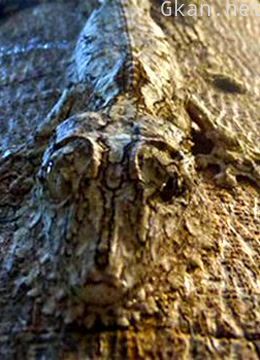 当心这些危险动物会迷惑你!