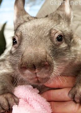 袋鼠先生和其它动物