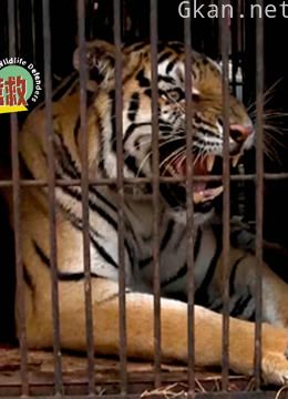 野生动物大营救 第二季