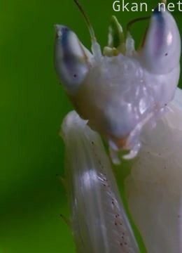 动物界的猎食者们的故事!