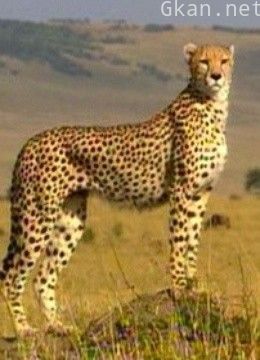 寻找生命方程式