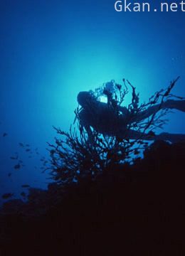 雅克·库斯多历险记