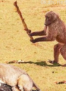 动物世界中你不知道的事