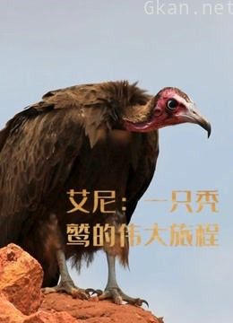 艾尼:一只秃鹫的伟大旅程