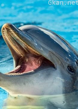 猎奇,人文,动物