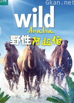 野性阿拉伯