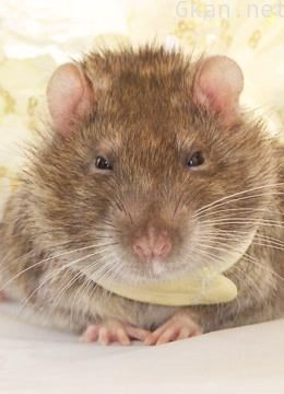 超级迷你宠物 第二季