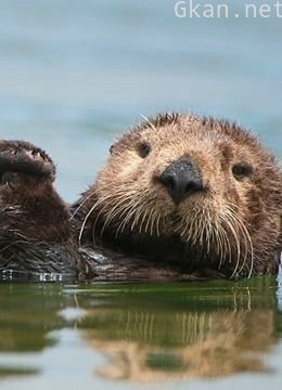 非凡的水獭