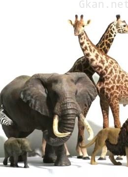 展现自然奇观和动物世界的纪录片