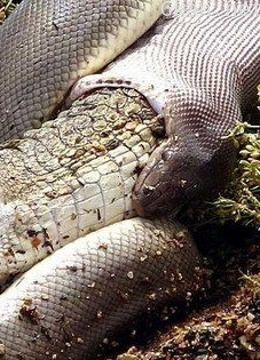 亚马逊巨蟒血腥称霸之路