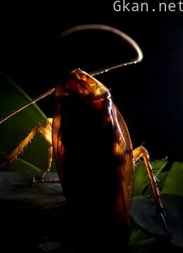 亲密室友:虫虫兄弟