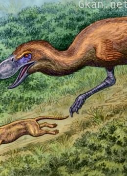 科普社会现象 动物 事件