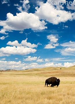 北美大平原:留恋的荒野