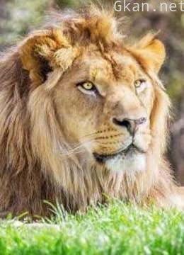 动物世界的那些事儿