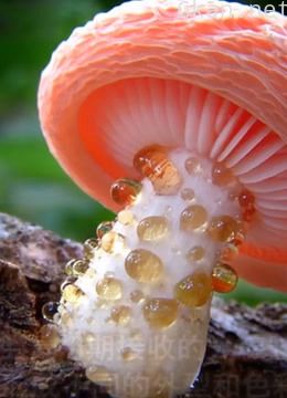 世界之大,无奇不有