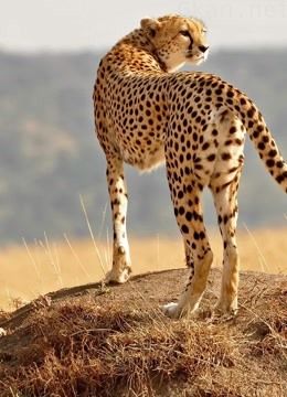 小强动物汇,非洲草原、南极北极的动物们