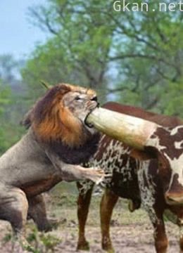 动物世界:奇闻趣事 激烈的生存搏斗