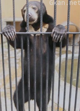 野生动物大营救