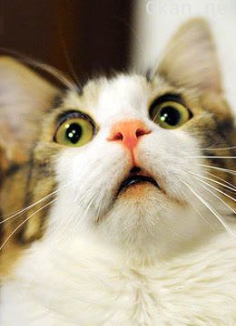 猫咪的秘密生活