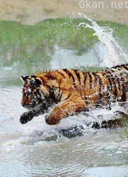 神奇的动物世界