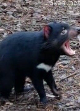 难以置信的动物