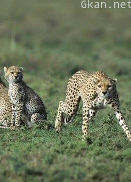 动物夏令营 第一季