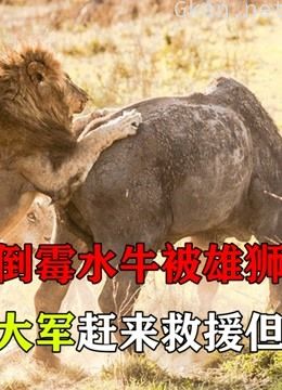 倒霉水牛被雄狮一招撂翻,水牛大军赶来救援但为时已晚