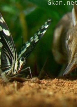 小小世界纪录片