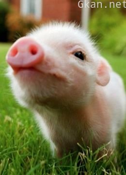 动物出生的奇妙之旅