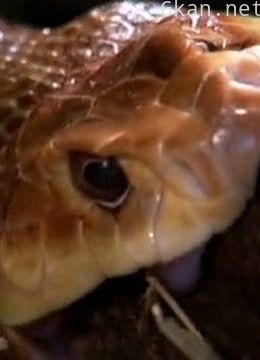 世界上最致命的动物