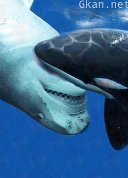 海底世界解说类