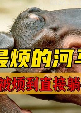 河马大肥很好奇,不断骚扰水中鳄鱼,鳄鱼:我想静静!