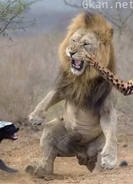 动物世界精彩解说