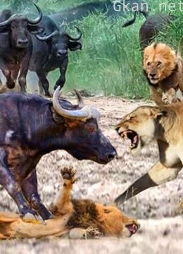 动物世界解说类