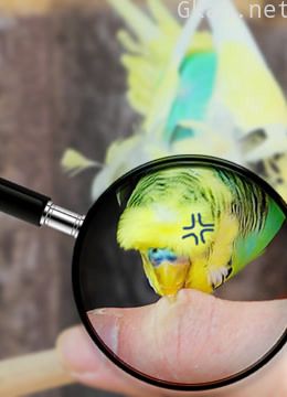 鹦鹉饲养科普知识