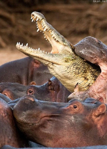 河马对鳄鱼
