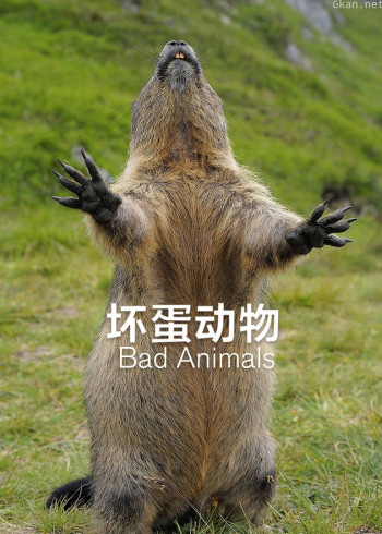 坏蛋动物