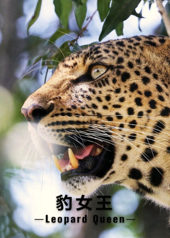 豹女王