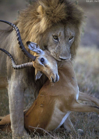 猎人猎物 第三季