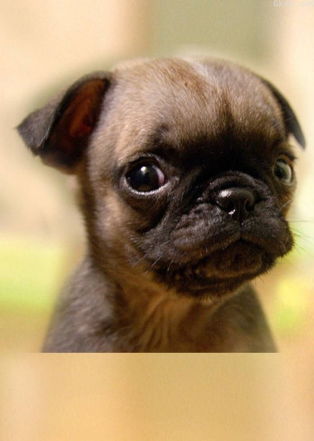 萌宠成长记 第三季