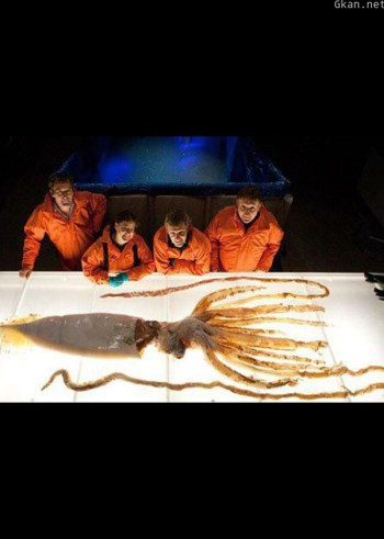 解剖巨型动物 第二季