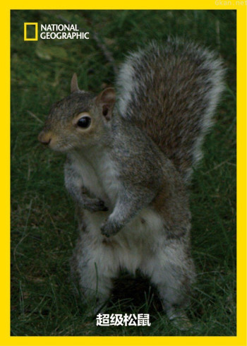 超级松鼠